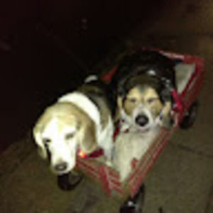 Meet your Posher, Joyce